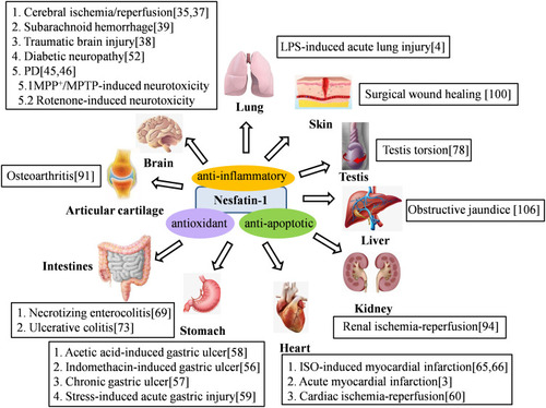 Figure 2 Nesfatin-1 exerts antioxidant, anti-inflammatory and anti-apoptotic effects in various diseases.