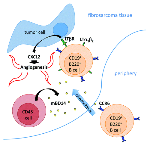 Figure 1. The model that we propose—based on our results—postulates that mBD14, expressed by host-derived CD45+ hematopoietic cells, recruits activated B220+/CD19+ B cells into tumors in a CCR6-dependent manner. These B cells, expressing LTβR-ligands, activate LTβR on tumor cells, in turn promoting CXCL2 expression, enhanced angiogenesis and increased tumor growth.