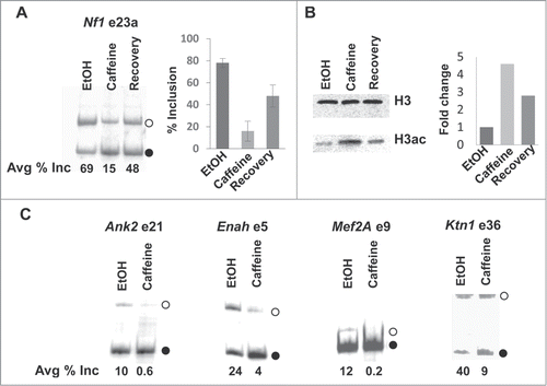 Figure 2. Effects of caffeine on exon skipping and histone acetylation. (A) Effect of caffeine on alternative splicing of Nf1 exon 23a. Semi-quantitative RT-PCR analysis using total RNA isolated from mouse cardiomyocytes treated for 24 hours with EtOH, 10 mM caffeine (dissolved in EtOH), or caffeine for 24 hours followed by recovery for 24 hours. Primers annealing to exons 23 and 24 were used.Citation11 Products representing inclusion (open circle) or skipping (solid circle) of an alternative exon are indicated. The graph shows the percentage of exon 23a inclusion. n = 5. (B) Effect of caffeine on histone acetylation. Cardiomyocytes were treated as described above. Total histones were acid-extracted from the treated cells. Western blot analysis was carried out using antibodies specific for total or pan-acetylated histone H3. The graph shows the fold differences between caffeine- and EtOH-treated cells. n = 1. (C) Effect of caffeine on alternative splicing of additional alternative exons. Cardiomyocytes were treated with EtOH or 10 mM caffeine for 24 hours. Semi-quantitative RT-PCR analysis was carried out using primers annealing to exons surrounding the indicated alternative exons, as described.Citation11 Products representing inclusion (open circle) or skipping (solid circle) of an alternative exon are indicated. n = 2.