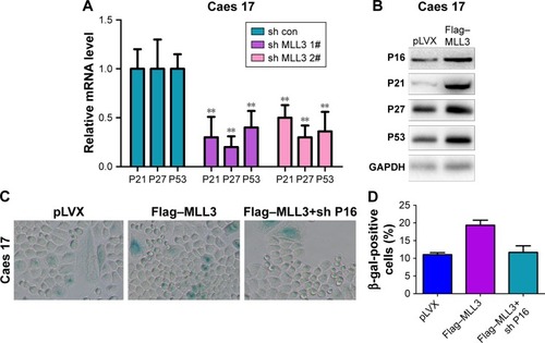 Figure 4 MLL3 promoted the expression of senescence regulators.Notes: (A) q-PCR was performed to examine P21, P27, and P53 mRNA levels. (B) Western blotting was performed to examine P16, P21, P27, and P53 protein levels. (C) Knocking down P16 expression impaired the induction of senescence mediated by MLL3. (D) Statistical analysis of C. **P<0.01.