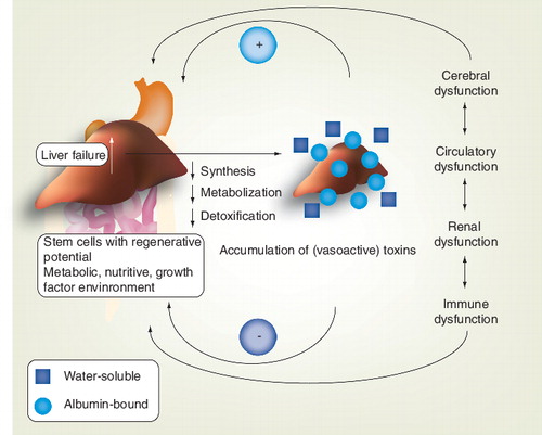 Figure 4. The toxin hypothesis: the failing liver results in the accumulation of a variety of toxins, which are presumed causative of end-organ dysfunction.The combined actions of accumulated toxins and end-organ dysfunction further aggravate liver injury and incapacitate the regenerative environment.