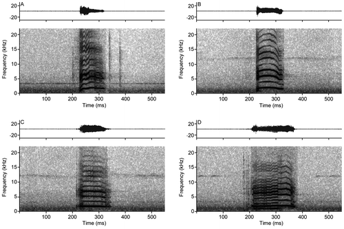 Figure 10. Oscilogram and spectrogram of the calls of Rhipidomys albujai are exemplifying frequency differences. (A) Frequency with modulation absent; (B) Frequency with descending modulation; (C) Constant frequency with modulation in the superior harmonics; (D) Irregular frequencies, with ascending and descending modulations.