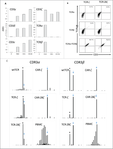 Figure 4. TCRα and TCRβ rearrangements in CD34+ HPC derived transgenic AR+ T cells. (A) Expression of the various components of the CD3/TCRαβ complex at the mRNA level. RT-PCR was performed on the JY B cell line as negative control, on a CAR:28ζ transgenic PBMC-derived T cell line (PBMC) as a positive control and on CAR transgenic HPC-derived cell lines of OP9 cultures transduced to express either the CAR:ζ (CAR:ζ) or the CAR:28ζ (CAR:28ζ). (B) TCR:ζ and TCR:28ζ transgenic CD3-negative HPC-derived T-cell lines were transduced to express the TCRα chain of a CMV-specific TCR and GFP as marker, the TCRβ chain with truncated NGFR as marker or with both TCR chains. Three days later, cells were gated for GFP+, NGFR+ or double positive cells and the CD3/TCRαβ expression was measured. Note that the TCRαβ antibody does not bind CD3-negative TCR:ζ nor TCR:28ζ complex although it binds to wtTCR/CD3 complexes. Percentage CD3/TCR positive cells is indicated in the upper right quadrant. (C) Histograms of read counts per CDR3 nucleotide length. CDR3α and CDR3β histograms are shown for wtTCR, TCR:ζ, TCR:28ζ, CAR:ζ and CAR:28ζ transgenic HPC-derived cell lines and as a control CAR:28ζ transgenic PBMC-derived T-cell line. All samples were spiked with Jurkat T cell line mRNA and CDR3α and CDR3β sequences of each transgenic cell line were determined by next-gen sequencing. Asterisk denotes the CDR3 length of the transgenic reads: CDR3α of 48 nucleotides encoding CAASTSGGTSYGKLTF and CDR3β of 39 nucleotides encoding CASSLGSSYEQYF. Arrow points at the CDR3 length of spiked Jurkat CDR reads: CDR3α of 51 nucleotides encoding CAVSDLEPNSSASKIIF and CDR3β of 48 nucleotides encoding CASSFSTCSANYGYTF).