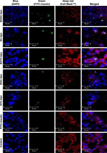 Figure 7 Confocal images of TR146 cell layers treated with different elastic bilosomes loaded with FITC-insulin after 2 hours of incubation at 37°C.Notes: Blue: nuclei stained with DAPI; red: cell membrane stained with Cell Mask™; and green: FITC-insulin.Abbreviations: DAPI, 4′,6-diamidino-2-phenylindole; FITC, fluorescein isothiocyanate; FITC-insulin, FITC-insulin solution; SC-lipo, sodium cholate-incorporated liposomes; SDGC-lipo, sodium deoxyglycocholate-incorporated liposomes; SDTC-lipo, sodium deoxytaurocholate-incorporated liposomes; SGC-lipo, sodium glycocholate-incorporated liposomes; STC-lipo, sodium taurocholate-incorporated liposomes.