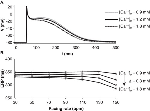 Figure 1. A. Effects of different Ca2+ concentrations on atrial action potential simulation. B. Atrial effective refractory period (ERP) dependence on Ca2+ concentration at different pacing rates.