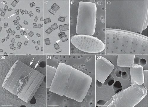 Figs 16–22. Light (Figs 16, 17) and SEM (Figs 18–22) micrographs of gametangia of Fragilariopsis kerguelensis. 16. A few days after the inoculation together of strains of opposite mating type: cells have detached from chains and several cells are in contact (arrows) (mixture of different strains in experiment A). 17. Picture taken on the same day as Fig. 16, where single cells in girdle view have an enlarged nucleus (arrowhead) and chloroplasts appressed to the valves (experiment A). 18. Two cells (gametangia) close to and perpendicular to each other, in contact via the cingulum (cross PA_P8B1 × MM_P13D2, experiment B). 19. Detail of the same pair of cells showing the mucous material extruded from the girdle region that keeps the two adjacent cells together. 20. A gametangium in girdle view with extra cingular bands in the hypotheca (arrows) (cross L2D6 × L9C3, experiment C). 21. Gametangium with extra cingular bands in the hypotheca (cross PA_P8B1 × MM_P13D2, experiment B). 22. An auxospore and three gametangial hypothecae with extra cingular bands (cross L2D6 × L9C3, experiment C). Scale bars = 20 µm (Figs 16, 17), 5 µm (Figs 18, 20–22) and 1 µm (Fig. 19).