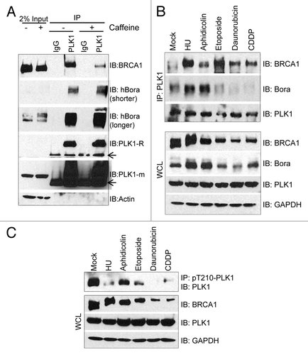 Figure 4. Genotoxic stresses induce strong interaction between PLK1 and BRCA1. (A) Two sets of U2-OS cells were treated with 4 mM HU. Twelve hours later, 5 mM caffeine was added to one set of cells. Twelve hours after this addition, equal amount of cell lysate was used for IP with antibody against PLK1. IB antibodies are indicated on the right. Arrows indicate the IgG heavy chain. (B and C) U2-OS cells were either treated with vehicle (mock), or with 4 mM HU, 3 μM aphidicolin, 50 μM etoposide, 1 μM Daunorubicin, or 5 μM cis-platin (CDDP) for 24 h. Equal amount of cell lysate was used for IP with antibody against either PLK1 (B) or pT210-PLK1 (C). IB antibodies are indicated on the right. WCL, whole-cell lysate.