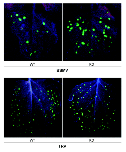 Figure 4. Fluorescent foci, induced by BSMV-GFP and TRV-GFP in inoculated leaves of WT and coilin KD plants.