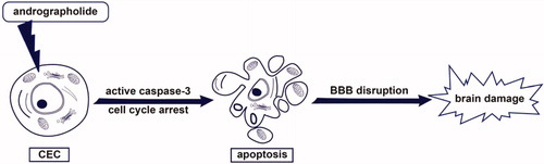 Figure 5. Hypothetical scheme of andrographolide-induced apoptosis of CECs. Andrographolide may induce caspase-3 activation and arrest cell cycle of CECs, followed by induction of CEC apoptosis and subsequent BBB disruption. Finally, andrographolide may lead to brain damage.