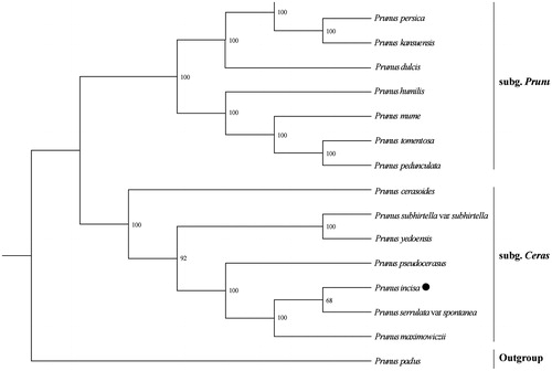 Figure 1. Maximum likelihood phylogenetic tree for Prunus incisa based on 16 complete cp genomes. The accession numbers are listed as below: Prunus mongolica (MG602256); P. persica (HQ336405); P. kansuensis (NC_023956); P. dulcis (NC_034696); P. humilis (NC_035880); P. mume (NC_023798); P. tomentosa (NC_036394); P. pedunculata (MG602257); P. cerasoides (NC_035891); P. subhirtella var subhirtella (KP760075); P. yedoensis (KP732472); P. pseudocerasus (NC_030599); P. serrulata var spontanea (KP760073); P. maximowiczii (KP760071); P. padus (KP760072).