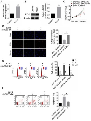 Figure 6 Action mechanism of DUB3 regulated OSCC cells proliferation and apoptosis. (A and B) EZH2 gene and protein production were measured using qRT-PCR (A) and Western blot (B), respectively, *p < 0.05 vs control group. (C) Cell viability of HSC-2 at 24, 48, 72, and 96 hrs post-transfection were measured using MTT analysis, *p < 0.05 (shDUB3-2# + control group was contrasted with shNC + control group), and #p < 0.05 (shDUB3-2# + EZH2 group was compared with shDUB3-2# + control group). (D) Proliferation of HSC-2 cells was detected by EdU assay, *p < 0.05. (E and F) Cell cycle (E) and apoptosis (F) of HSC-2 cells were measured by flow cytometry analysis, *p < 0.05 (shDUB3-2# + control group was contrasted with shNC + control group), and #p < 0.05 (shDUB3-2# + EZH2 group was compared with shDUB3-2# + control group).