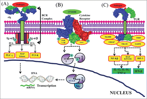 Figure 2. Immune cell signaling. (A) Antigen receptor signaling: Ligand binding moiety, sIg, present on the membrane recognize the antigen and transduce intracellular signals initiated by phosphorylation of signal transduction moieties, Ig-α/β dimmers, which span the plasma membrane and has cytoplasmic tail. Ig-α/β dimmers are associated with sIg forming BCR complex. The activated BCR complex recruits adaptor and signaling proteins which trigger the activation of various signaling cascades resulting in gene induction leading to the promotion of B cell survival, proliferation and differentiation. (B) Cytokine receptor signaling: ligation of cytokines to the cytokine receptors leads to activation of JAKs. JAKs have tyrosine kinase activity. Activated JAKs phosphorylate the tyrosine residues in the cytokine receptor and create phosphotyrosine-binding SH2 domains on these receptors. This enables SH2-domain containing STAT recruitment and binding to these phosphotyrosine residues on the receptors. STATs are then tyrosine phosphorylated by the JAKs and further act as binding sites for other STATs mediating their dimerization. These hetero- or homodimer STATs are translocated to the nucleus followed by binding to GAS motifs. This eventually leads to gene induction. (C) TLR signaling: Pathogen binding to the TLRs initiates recruitment of various adaptor molecules resulting in activation of NF-kβ, MAP kinase and IRF-3. These further induce the production of IL-12, IL-6, TNF-α and IFN-β. The surface diagrams of sIg, cytokine receptor and TLR structures were generated in PyMOL using PDBs: 1IGT (Structure of Immunoglobulin), 2B5I (Cytokine Receptor Complex) and 2Z7X (Crystal structure of the TLR1-TLR2 heterodimer which is formed due to binding of a tri-acylated lipopeptide) and after that inserted in the lipid bilayer cartoon.