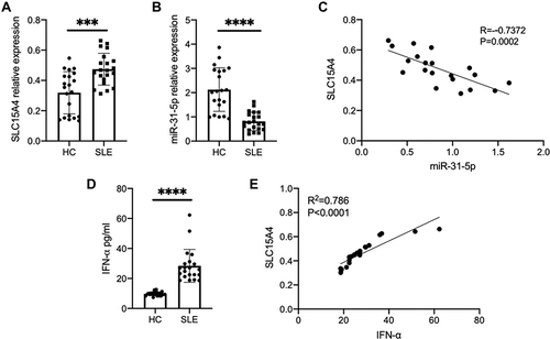 Figure 1 SLC15A4 expression was negatively correlated with the decreased expression of miR-31-5p, and positively correlated with the increased IFN-α in SLE. (A and B) The mRNA expression of SLC15A4 and miR-31-5p in PBMCs from SLE patients and healthy controls was detected by RT-qPCR normalized to that of GAPDH and U6. The data are reported as the mean ± SD (n=21 for each) of individual experiments. Student’s t-test, ***p < 0.001 and ****p< 0.001. (C) Correlation between the levels of SLC15A4 and miR-31-5p in SLE patient PBMCs. Each dot represents an individual SLE patient. P values were determined by Spearman correlation test. (D) The secretion of IFN-α in SLE serum, as measured by ELISA. Student’s t-test, ****p < 0.0001. (E) Correlation between the levels of SLC15A4 in PBMCs and IFN-α in the sera of SLE patients. Each dot represents an individual SLE patient. P values were calculated by Spearman correlation test.