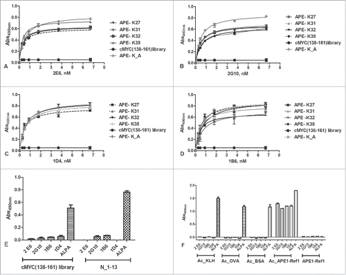 Figure 3. (A-D) Dose-dependent binding assay of 2E6, 2G10, 1B6, 1D4 and ALPA antibodies to the isolated unconjugated mono-acetylated peptides. Antibody concentrations ranged between 0.2 and 6.6 nM. The c-Myc (138–162) acetylated peptides were used as negative controls. (E) Binding of anti-APE1 and ALPA antibodies to Myc (138–162) derived and another unrelated acetylated peptide (N_1–13), used as negative controls for anti-APE-1 antibodies. As expected, no binding was detected for anti-APE1 antibodies. ALPA, instead, bound in a dose-response manner all the acetylated peptides. Experiments were performed in triplicate and expressed as values ± sd. (F) Binding of 4 anti-APE1 and ALPA antibodies to acetylated proteins. As expected, no binding was detected for the anti-APE1 antibodies toward the unrelated proteins, whereas they bound the chemically acetylated APE-1. ALPA strongly bound all the acetylated proteins.
