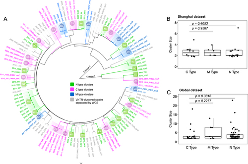 Fig. 2 Compensated MDR-TB strains were not associated with larger transmission clusters.a A maximum likelihood phylogenetic tree showing genomic clusters in the Shanghai dataset. The strain identifiers were “year, strain number, and compensatory mutation type”. The three genomic cluster types are illustrated with different colors, as indicated. The isolate names in gray represent the VNTR-clustered strains that were separated by WGS. Comparison of cluster sizes in C-type, M-type, and N-type clusters in the Shanghai MDR-TB dataset (b) and the Global MDR-TB dataset (c); each dot represents a genomic cluster identified by WGS