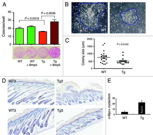 Figure 7. Ex vivo clonal assays in keratinocytes and c-Myc expression. (A) Exogenous murine Bmp5 rescues the clonogenic defects in 2–3-mo-old L1 Tg keratinocytes. Shown are the quantification of colonies arising from WT and L1 Tg keratinocytes with or without exogenous Bmp5 (top, bar graph) and representative images of keratinocyte colonies stained with Rhodamine B (bottom). P values for relevant comparisons are indicated. (B) Microphotographs showing representative WT and L1 Tg keratinocyte colonies. Original magnifications, ×100. (C) Scatter plot illustrating differences in colony sizes between WT and L1 keratinocytes. (D and E) Increased c-Myc positive cells in the P5 L1 Tg epidermis. Shown in (D) are representative images of c-Myc IHC in two WT and L1 Tg animals (original magnifications; 200×). Shown in (E) is the quantification of c-Myc positive nuclei per mm epidermal length measured using the Aperio ScanScope “nuclear” algorithm over 3 mm epidermis.