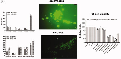 Figure 4. The uptake of nanoparticles in normal ovarian cell line (CHO-1C6) and in ovarian cancer cell lines (OVCAR-8) (A). Mean fluorescence intensity (MFI) value was obtained by flowcytometric analysis of ovarian cancer cell lines (OVCAR-8) and normal ovarian cell lines (CHO-1C6)treated with rhodamine 123 and Nile Red-loaded polymeric nanoparticles. Cellular uptake of fluorescent dyes was calculated with the mean fluorescence intensity (MFI) ratio of the corresponding formulation versus autofluorescence of untreated cells. Photomicrographs of the OVCAR-8 and CHO-1C6 cells treated with Rho-CS-PSar-NPs nanoparticles (×1000) (B). Cell viability (%) of different formulation with drug and without drug loading against OVCAR-8 cell line (C).