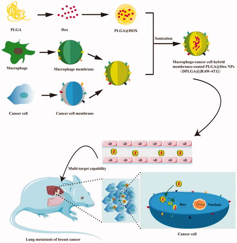 Figure 4. Formation and release of RAW-4T1 hybrid membrane-coated doxorubicin (Dox)-loaded PLGA nanoparticles (DPLGA@[RAW-4T1] NPs). Reproduced with permission from Reference (Gong et al., Citation2020).