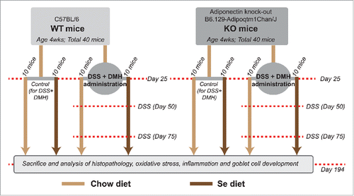 Figure 1. Schematic of the study design. This study was designed to test the central hypothesis that the protective effects of Se against CICC are APN independent. Flowchart illustrates the time-points at which DSS and DMH were administered in the DSS+DMH group, the time period during which se-diet was administered and the time-point at which the animals were killed and analyzed for CICC (see results).