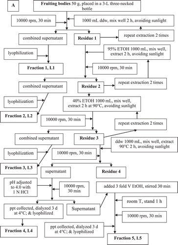 Figure 1.  Flowchart showing the process used for purification of sacchachitin from G. lucidum.