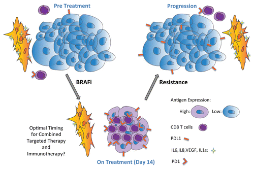 Figure 1. Oncogenic BRAF contributes to immune escape through the downregulation of melanoma-differentiation antigens and by establishing an immunosuppressive tumor microenvironment. The administration of a BRAF inhibitor promotes clinical responses along with an increased expression of melanoma-differentiation antigens by malignant cells, an increased tumor infiltration by CD8+ T cells, and a decreased production of immunosuppressive cytokines such as interleukin (IL) -6, IL-8 and IL-1α as well as of the angiogenic mediator vascular endothelial growth factor (VEGF). This phenotype is reverted at time of disease progression. Importantly, the expression of immunomodulatory molecules on T cells (e.g., PD1) and on tumor cells (e.g., PDL1) is also increased within 14 d of BRAF-targeted therapy initiation. Taken together, these data suggest that the therapeutic potential of BRAF-targeted agents may be significantly improve by the early blockade of immune checkpoints.