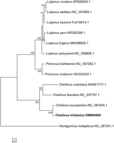 Figure 3. Maximum-likelihood (ML) phylogenetic tree based on complete mitogenome sequences. Numbers near the nodes represent ML bootstrap values. The following sequences were used: Cheilinus oxycephalus NC_061045.1, Cheilinus fasciatus NC_037707.1, Cheilinus undulatus KM461717.1, Lutjanus stellatus NC_057609.1, Lutjanus rivulatus AP006000.1, Lutjanus kasmira FJ416614.1, Lutjanus fulgens MN398650.1, Lutjanus peru KR362299.1, Lutjanus ophuysenii NC_056806.1, Prionurus biafraensis NC_057282.1, Prionurus scalprum OK323243.1, and Hemigymnus melapterus NC_057241.1.