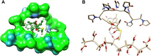 Figure 8 The lowest energy conformation of EUD-PVP-FLU complex from MD simulations: (A) showing how the FLU is encapsulated/wrapped within the EUD/PVP cage and (B) showing the hydrogen bonding interaction between FLU and PVP/EUD.