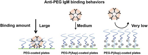 Figure 5. PEG-conjugate possessing P(Asp) units between a PEG and a hydrophobic block suppressed bindings of anti-PEG IgM in a P(Asp) ‘chain length’-dependent manner.