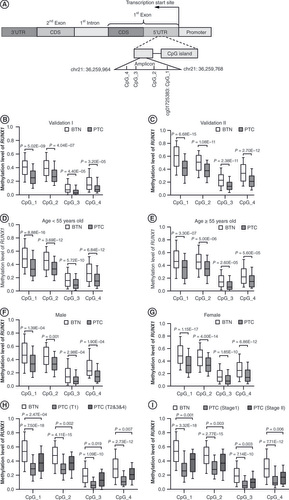 Figure 3. Validation of RUNX1 hypomethylation in papillary thyroid cancer cases compared with benign thyroid nodule subjects. (A) Schematic diagram of the target amplicon within the RUNX1 gene. A 196 bp amplicon covering four differentially methylated CpG sites was located at the 5′ untranslated region of the RUNX1 gene (Chr21: 35,259,768–36,259,964, build GRCh37/hg19, defined by the University of California, Santa Cruz, Genome Browser). (B & C) Box plots for DNA methylation levels of the four CpG sites in the RUNX1 amplicon in benign thyroid nodule (BTN) and papillary thyroid cancer (PTC) detected by mass spectrometry in validation I (B) and validation II (C). Furthermore, validation I and validation II were combined and stratified by the age of 55 years old, gender, tumor size or tumor stage, respectively. (D–I) Box plots for DNA methylation levels of the four CpG sites in the RUNX1 amplicon in BTN and PTC detected by mass spectrometry in the age <55 years old group (D), age ≥55 years old group (E), male group (F), female group (G), tumor size (H) and tumor stage (I), respectively. All false discovery rate-corrected p-values were calculated by logistic regression with covariates adjusted.