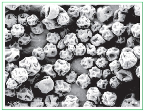 Figure 4 Scanning electron micrograph of spray-dried capreomycin dry powder. Note: Scale bar = 5 μm.Garcia-Contreras L, Fiegel J, Telko MJ, et al. Inhaled large porous particles of capreomycin for treatment of tuberculosis in a guinea pig model. Antimicrob Agents Chemother. 2007;51(8):2830–2836. Reproduced with permission from American Society for Microbiology.Citation38