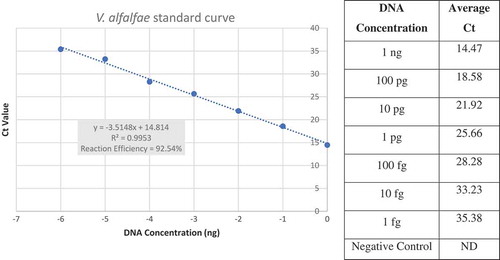 Fig. 3 (Colour online) Verticillium alfalfae standard curve for qPCR demonstrated specificity and sensitivity of the assay. On the x-axis DNA concentrations were logarithmically transformed to obtain a linear graph. On the y-axis, the calculated Ct value is shown. Correlation and reaction efficiency values demonstrate that the reaction is accurate and amplification was not inhibited.
