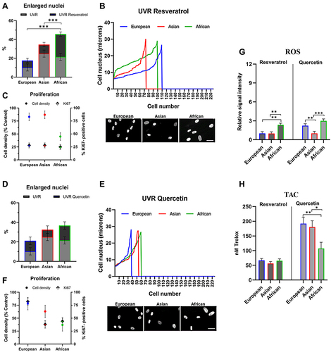 Figure 4 Protective capacities of Resveratrol and Quercetin against UVR-induced damage in dermal fibroblasts of European, Asian and African origin. The cells were pre-treated with 0.1% Resveratrol or 0.1% Quercetin for 24 hours, irradiated with 20 mJ/cm2 UVR and processed for analysis after 72 hours; (A and D) percentage of the enlarged nuclei (>20 μM diameter) in UVR control and the irradiated cultures with a compound; (B and E) distribution of the nuclear size versus cell numbers after UVR treatment; (C and F) cell density relative to the UVR control and the percentage of Ki67-positive nuclei (G) levels of intracellular ROS; (H) total antioxidant capacity of the cells. Relative signal intensity: the control signal is equal to 1. Scale bar- 25μm. Error bars are Mean ± SEM, n=3 (experimental replicates), with statistically significant outputs *p < 0.05, **p < 0.01, ***p < 0.001 in one-way ANOVA with post-hoc Tukey HSD test.