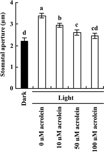 Fig. 1. Inhibition by acrolein of light-induced stomatal opening in A. thaliana.The rosette leaves were incubated for 2 h in the dark (black bar) and then were incubated for 3 h in the light (80 μmol m−2 s−1) followed by addition of acrolein (white bars). Bars having same letters do not differ significantly at the 5% level (one-way ANOVA with Tukey test). Averages for three independent experiments (60 stomata per bar) are shown. Error bars represent SEM.