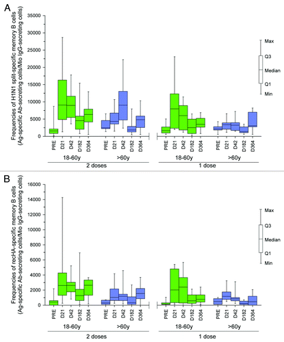 Figure 3. (A) split H1N1-specific memory B cell frequencies at Month 6 and Month 12 in subjects aged 18−60 y and > 60 y following one or two vaccine doses (ATP cohort for persistence). (B) recHA specific memory B cell frequencies at Month 6 and Month 12 in subjects aged 18−60 y and > 60 y following one or two vaccine doses (ATP cohort for persistence)
