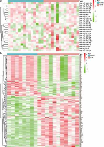 Figure 1. Identification of differentially expressed miRNAs (DEMs) and mRNAs (DEGs). (a) Heatmap of DEMs among the control and GDM groups. (b) Heatmap of DEGs among the control and GDM groups