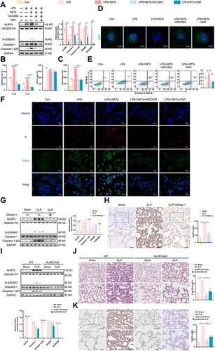 Figure 3 NETs activate the NLRP3 inflammasome to induce alveolar macrophage pyroptosis. LPS-primed NR8383 cells were induced by NETs for 12 h, MCC950 or DSF was added 30 min prior to NETs. (A). Western blot showing the protein levels of NLRP3, caspase-1, caspase 1 p20, GSDMD (GSDMD-FH), and N-GSDMD from each group. (B). The release of IL-1β, IL-18, and TNF-a in the supernatant was detected by ELISA. (C). The level of LDH release in the supernatant. (D). The ASC speck-like protein was detected by immunofluorescence. Scale bars, 5 μm. (E). Representative images of APC-Annexin-V and PE-PI double staining were used to assess programmed cell death measured by flow cytometry. (F). The cells were dual-stained with FLICA and PI and photographed with a fluorescence microscope. The Hoechst 33,342 was used to stain nuclei (Blue). Scale bar, 20 μm. The NLRP3-KO mice and WT mice were subjected to CLP or sham surgery. Moreover, some WT mice were randomized and treated intraperitoneally with DNAse 1 before CLP surgery (n = 6). (G and I). The relative levels of NLRP3, caspase-1, caspase-1 p20, GSDMD, and N-GSDMD relative to the control GAPDH expression in the different groups of the lung tissues were measured by Western blot. (H and K). Representative NLRP3 immunohistochemical staining images in lung tissues are shown. Scale bar, 50 μm and 100 μm. The level of NLRP3 was quantified by AOD using Image-Pro Plus 6.0 software. (J). Pathological injuries in the lungs tissues from different groups are shown by H&E staining. Scale bar, 50 μm and 100 μm. For all experiments, data are presented as the mean ± SD, one-way ANOVA was used for statistical analysis, *P < 0.05, **P < 0.01.