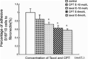 Anti-adhesive effects of Taxol and CPT on B16F10 to fibronectin. *P<0.05.