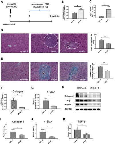 Figure 1 MULT1 encoding DNA injection alleviates egg granuloma and hepatic fibrosis in mice infected with Schistosoma japonicum. (A) Experimental design. Briefly, 6-week-old BALB/c female mice (n=6 per group) were artificially infected with S. japonicum by cutaneous contact with 24 cercariae on a wet cover slip. Administration of 40 μg rMULT1 DNA or vehicle DNA was carried out via hydrodynamic tail vein injection; the process was initialized at 4 weeks post infection and repeated 3 times in 1 month before the mice were anaesthetized and sacrificed at the end point. (B) RT-qPCR data and (C) sandwich fluorescence immunoassay showing elevated MULT1 expression in p-rMULT1-injected mice compared with control group mice (GFP-ctl) administered vehicle plasmids. (D) Representative H&E staining images (left panel, magnification x200) and quantification of mean (±SEM) egg-induced granuloma size in the liver (white circles). (E) Representative Masson’s trichrome staining images (left panel, magnification x200) and quantification of mean (±SEM) collagen deposition (right panel). (F and G) RT-qPCR showing decrease of (F) liver collagen I and (G) α-SMA expression. Western blotting assay demonstrating reduced protein concentration of (H and I) collagen I, (H and J) α-SMA and (H and K) TGF-β in the livers of mice administered rMULT1 DNA. Data are representative of 4–6 animals per subgroup and 3 independent experiments. Comparisons were between rMULT1 and GFP-ctl, *P<0.05 and **P<0.01.