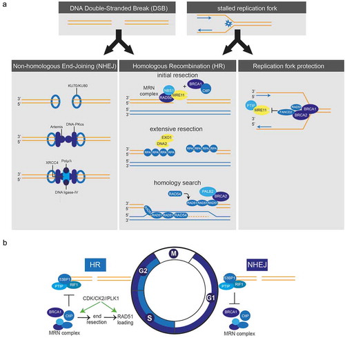 Figure 1. a) Schematic representation of double-strand break repair and protection of stalled replication forks. Left panel: For repair of DSBs by NHEJ, breaks are recognized and bound by Ku70-Ku80 heterodimers which activate DNA-PKcs. XRCC4, DNA ligase-IV and polymerases (µ/λ) are recruited to complete DNA-end joining. Middle panel: During HR repair, DSBs are recognized by the MRN complex, which initiates DNA-end resection in conjunction with CtIP and BRCA1. EXO1 and DNA2 generate extensive ssDNA stretches, which are coated with RPA. In a PALB2-dependent fashion, BRCA2 is recruited, which loads RAD51 onto the ssDNA to invade the sister chromatid and to find sequence homology. Right panel: In response to stalled replication forks, BRCA1, BRCA2, FANCD2 and RAD51 protect nascent DNA for MRE11-dependent degradation. b) Cell cycle-dependent switch between HR and NHEJ. HR only occurs in S and G2 phases of the cell cycle. The switch between HR and NHEJ depends on the activity of S-phase CDKs, which phosphorylate CtIP to activate the MRN complex and stimulate DNA-end resection. DNA-end resection is negatively regulated by 53BP1 and RIF1, which thereby promote NHEJ. Other cell cycle kinases also control HR, including Plk1 and CK2 which control RAD51 recruitment.