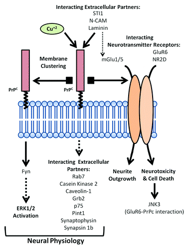 Figure 1. Scheme of the proposed functional roles for PrPC at the cell membrane as intracellular transducer of extracellular signals. PrPC mediates self-aggregation, interaction with intracellular and extracellular partners or with glutamatergic receptor subunits, leading to a broad range of molecular mechanisms regulating neuronal cell physiology.