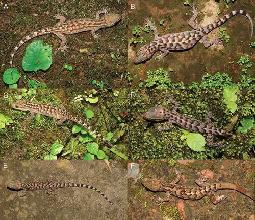 Figure 5. Cyrtodactylus montanus in life showing variation of dorsal markings and colouration. Photos taken in-situ of six different uncollected adult individuals from the Jampui Hills, North District, Tripura State, northeast India: (A). adult female from Phuldungsei Village, nearby the type locality of C. montanus; (B–f). from the vicinity of Vanghmun Village: (B and C). adult females; (D–F). adult males.