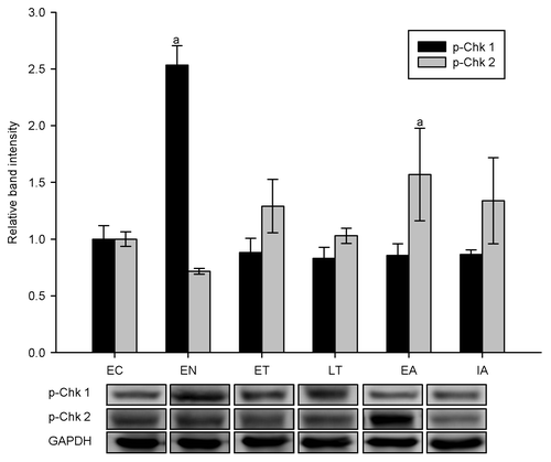 Figure 5. Relative phosphorylation states of Chk proteins in ground squirrel liver over six stages of the torpor-arousal cycle. Sample western blots show p-Chk1 (Ser-296) and p-Chk2 (Thr-68) contents along with the housekeeping protein, GAPDH. Data are means ± SEM, n = 4–5 independent trials on tissues from different animals. a - values were significantly different from corresponding EC values, p < 0.05.
