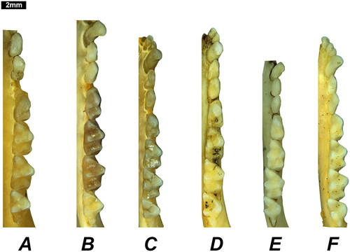 Figure 9. Lower molar rows of each taxon of Dasycercus identified in this investigation (specimens are shown in occlusal view). A, D. hillieri (WAM M9670); B, D. woolleyae (WAM M1513, holotype); C, D. blythi (WAM M1512); D, D. archeri (AMS M2987, holotype); E, D. cristicauda (WAM 67.10.74); F, D. marlowi (AMS M8641, holotype). All specimens shown are male.