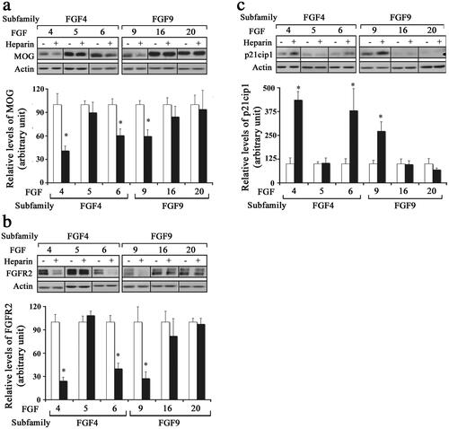 Figure 6. Effect of different FGFs on mature oligodendrocytes after the addition of exogenous heparin. Mature OLs were grown in the absence (control, open bars) or presence of heparin (black bars) and treated with FGF4, FGF5, FGF6, FGF9, FGF16 or FGF20 for 2 d and analyzed for myelin protein expression and cell cycle re-entry. (a,b) immunoblot analysis and quantification of myelin proteins (MOG, FGFR2) show that FGF4, FGF6, and FGF9 significantly downregulated these proteins in the presence of heparin. c, Quantification of p21cip1 show that in the presence of heparin FGF4, FGF6, and FGF9 cause a significant increase in its levels. Error bars represent SEM; N = 3–4 independent experiments, each performed in triplicate. *p < .05. FGF1, FGF2, FGF4, FGF6, FGF9 were used at 10 ng/ml and FGF5, FGF16, FGF20 at 20 ng/ml. Inset, show representative immunoblots for the expression of MOG, FGFR2, p21cip1 and actin as protein loading control.