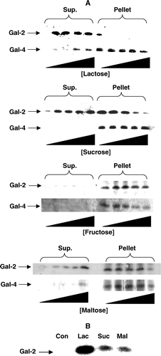 Figure 5.  Release of microvillar galectin-2 and galectin-4 by different carbohydrates. (A) 50 µl samples of a microvillar DRF, prepared as described in Methods, were resuspended in 25 mM HEPES-HCl, 150 mM NaCl, pH 7.1, and incubated for 30 min at room temperature in the presence of 0 mM, 10 mM, 25 mM, 50 mM or 100 mM lactose, or 0 M, 0.25 M, 0.50 M, 1.0 M or 1.5 M of sucrose, fructose or maltose, respectively. After incubation, the samples were centrifuged at 20,000 g, 30 min, and the supernatant and pellet fractions subjected to SDS/PAGE and immunoblotting for galectins 2-and 4. (B) Samples of a right-side-out microvillar membrane vesicle preparation were resuspended in 25 mM HEPES-HCl, 150 mM NaCl, pH 7.1, in the absence of disaccharides (Con) or in the presence of 50 mM lactose (Lac), 0.5 M sucrose (Suc) or 0.5 M maltose (Mal). After incubation for 30 min at room temperature, the samples were centrifuged at 20,000 g for 30 min, and the supernatants collected and subjected to SDS/PAGE, followed by immunoblotting with an antibody to galectin-2.