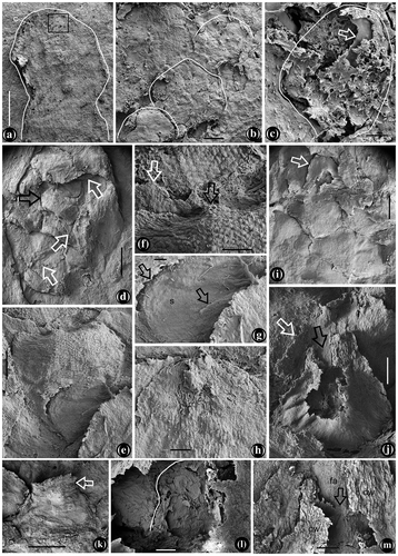Figure 4. Flower and aggregate fruits of Yuhania. SEM. (a) The immature flower in Figure 2(g), with a stout pedicel and spherical receptacle. Bar = 0.5 mm, (b) detailed view of the rectangle in Figure 4(a), showing outlines of the carpels helically arranged. Bar = 20 μm, (c) the sac-like carpel marked as C in Figure 4(a). Bar = 10 μm, (d) SEM view of the aggregate fruit in Figure 2(h), with helically arranged fruitlets. Bar = 0.5 mm, (e) one of the fruitlets from the aggregate fruit in Figure 4(d), with its seed exposed. Bar = 0.2 mm, (f) detailed view of the distal portion of the fruitlet in Figure 4(e). Note the cuspidate tip (black arrow), the greatest width near the distal of the fruitlet, and a bract (white arrow). Bar = 0.1 mm, (g) detailed view of the proximal part of the fruitlet in Figure 4(e), showing the broken fruitlet wall (arrows) and exposed seed (s) in the fruitlet. Bar = 50 μm, (h) rounded tip of a bract, note the longitudinal texture in the middle. Bar = 0.1 mm, (i) SEM view of the aggregate fruit marked as 2 in Figure 2(a) and shown in Figure S4(e) and (f). Bar = 0.5 mm, (j) a young ‘carpel’ with a broken tip (black arrow), wide base, and a bract in the background (white arrow). Note the empty space in the ‘carpel.’ Bar = 0.2 mm, (k) a young fruitlet with an extended terminus (arrow). Bar = 0.5 mm, (l) detailed view of young fruitlet shown in Figure 4(j), showing outline of a possible ovule (white line). Bar = 50 μm, and (m) detailed view of young fruitlet shown in Figure 4(j), showing ovarian wall (ow) fused (arrow) to the floral axis (fa). Bar = 0.1 mm.