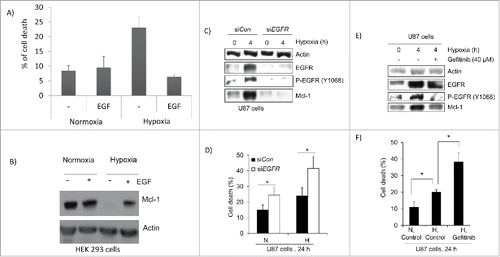 Figure 5. EGFR activation increased Mcl-1 under hypoxia and protects against hypoxia induced cell death. (A) HEK293 cells were treated with EGF (1μg/ml) and placed under hypoxia for 48 hours. The amount of cell death was determined by trypan blue exclusion assay. Error bars represent standard error of 3 independent experiments. (B) Cells in the presence or absence of EGF were placed under hypoxia for 24 hours. The cells were lysed and western blotted for Mcl-1 expression. Actin was used as a loading control. (C) U87 cells were transfected with siRNA control (siCon) and siRNA against EGFR (siEGFR) and placed under hypoxia for 4 hours. The cells were lysed and western blotted for EGFR, tyrosine phosphorylated EGFR (Y1068) and Mcl-1. Actin was used as a loading control. (D) U87 cells were placed under hypoxia for 24 hours after transfection with siCon or siEGFR. Cell death was determined by trypan blue exclusion assay. Normoxia is represented by N and hypoxia is represented by H. (E) U87 cells were treated with gefitinib (40mM) and incubated for 4 hours under hypoxia. The cells were then lysed and western blotted for EGFR, tyrosine phosphorylated EGFR and Mcl-1 expression. Actin was a loading control. (F) Cell death was determine by trypan blue exclusion assay where N = nomoxia and H = hypoxia. Error bars represent standard error of 3 independent experiments. * represents statistically significant differences (p < 0.05).