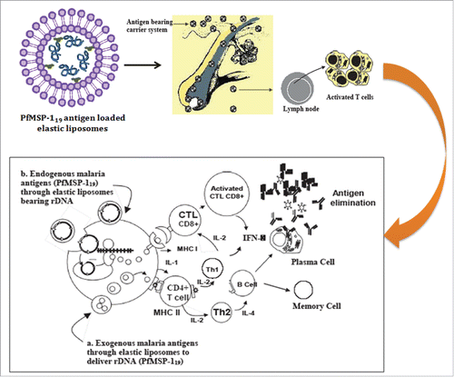 Figure 1. Schematic showing the proposed concepts of anti-malarial vaccine based on elastic liposome mediated delivery of PfMSP-119