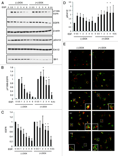 Figure 2. Suppression of Bif-1 delays EGFR endocytic degradation and sustains signaling in MDA-MB-231 cells. (A–D) LM2-pTRIPz-shBif-1 cells were cultured without or with 1 μg/ml doxycycline (to knockdown Bif-1) for 6 d, serum starved for 16 h, treated with 100 ng/ml EGF for the indicated time points and subjected to western blot analysis. (B–C) The immunoblotting results of pY1068-EGFR and total EGFR were quantified by densitometry, normalized to β-actin and presented relative to the 0.5 h and 0 h time points, respectively, in graphs (mean ± s.d.; n = 4). (D) The activation of pErk1/2 by immunoblotting was quantified by densitometry, normalized to total Erk1/2 and presented relative to the 0 h time point, in graphs (mean ± s.d.; n = 4). Asterisks in (B–D) indicate significant differences (p < 0.05) between Bif-1 knockdown and control groups determined by Student’s t-test. (E) MDA-MB-231-pTRIPz-shBif-1 cells were cultured without or with 1 μg/ml doxycycline (to knockdown Bif-1) for 6 d, serum starved for 16 h, treated with 100 ng/ml EGF for the indicated time points, and subjected to immunostaining using EGFR-XP (green) and LAMP-1 (red) antibodies. Scale bar: 10 μm.