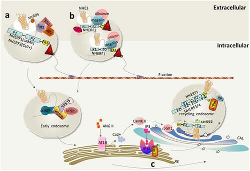 Figure 3. NHE3 enters the cytoplasm through internalization from the intermicrovillar space. (a) Endocytosis of NHE3 mediated by clathrin (CME). Synaptotagmin I (Syt I) binds to NHE3 in the intestinal epithelium and initiates the assembly of clathrin required for endocytosis through the recruitment of AP2 and clathrin, mediating endocytosis induced by cAMP (mediated by NHERF1) and Ca2+ (mediated by NHERF2). In addition, DA phosphorylates NHE3 (Ser605) mediated by PKA, leading to NHE3 endocytosis through reticulin-mediated vesicles; (b) Albumin mediated NHE3 endocytosis. Albumin-dependent NHE3 endocytosis requires the scavenger receptor megalin to bind to albumin in the intravillar cleft to form a large protein complex, which is then regulated by many protein complexes of transmembrane proteins and auxiliary proteins (e.g. scaffold proteins NHERF1 and NHERF2). The type 2 PDZ binding domain of NHERF1 binds directly to C-terminus of megalin and NHE3. NHERF2 nucleates endocytotic complexes in villi by interacting with NHE3 and CLC-5; (c) Reprocessing, assembly, and cycling of NHE3 in the cytoplasm. The PDZ domain of SNX27 binds VPS26 of the retromer complex (including VPS26-VPS29-VPS35 and regulates NHE3 exocytosis from early endosomes (EEs) to the plasma membrane